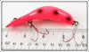 Heddon Spotted Redhorse Magnum Tadpolly In Box