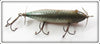 Creek Chub Early Redside Injured Minnow 1505