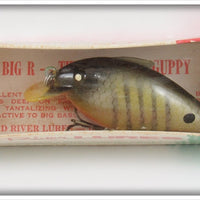 Vintage Red River Lures Perch Big R The Pregnant Guppy In Box