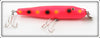 Creek Chub Orange Spotted Giant Pikie