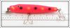 Creek Chub Orange Spotted Giant Pikie