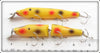 Creek Chub Yellow Spotted Pikie & Jointed Pikie Pair
