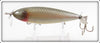 Creek Chub Silver Shiner Early Injured Minnow 1503