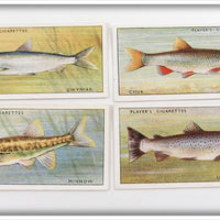 Gwyniad, Chub, Minnow & Loch Leven Trout Player's Cigarette Card Lot