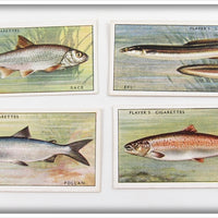 Dace, Pollan, Eel & Salmon Player's Cigarette Card Lot