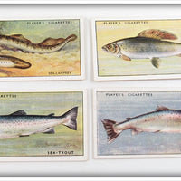 Vintage Sea Lamprey, Sea Trout, Grayling & Trout Cigarette Card Lot