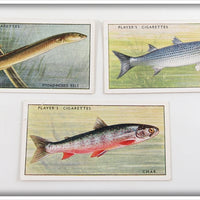 Vintage Broad Nosed Eels, Char & Grey Mullet Cigarette Card Lot