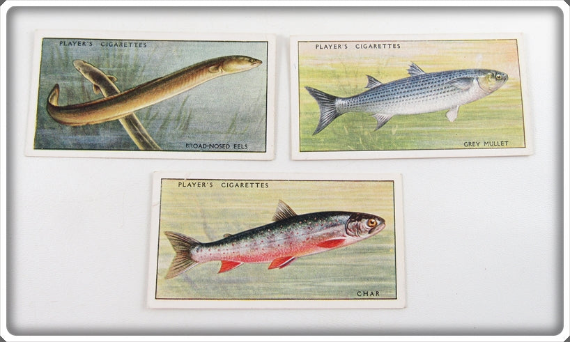 Vintage Broad Nosed Eels, Char & Grey Mullet Cigarette Card Lot