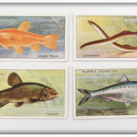 Vintage Tench, Lamperns & Twaite Shad Player's Cigarette Card Lot