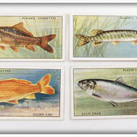 Vintage Carp, Pike & Allis Shad Player's Cigarette Card Lot