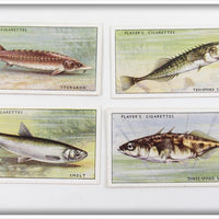 Sturgeon, Spickleback & Smelt Player's Cigarette Card Lot