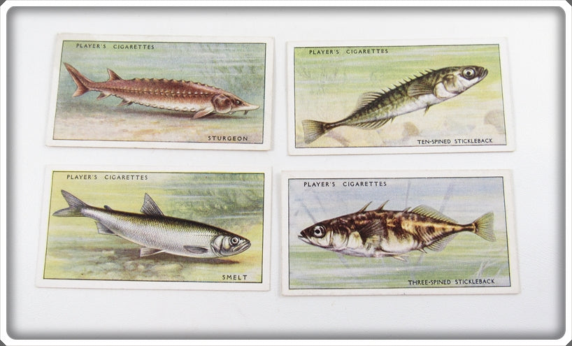 fish cigarette cards Sturgeon, Spickleback & Smelt Player's Cigarette Card Lot For Sale fish cigarette cards Sturgeon, Spickleback & Smelt Player's Cigarette Card Lot For Sale
