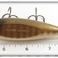 Creek Chub Pikie Scale Injured Minnow