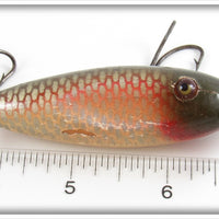 Creek Chub Redside Lefty Baby Injured Minnow