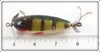 Creek Chub Perch Baby Injured Minnow