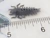 DeLong Lures Inc Act Alive Insects Hellgrammite In Package