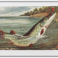Northern Pike Post Card Printed In England