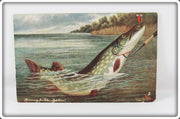 Northern Pike Post Card Printed In England