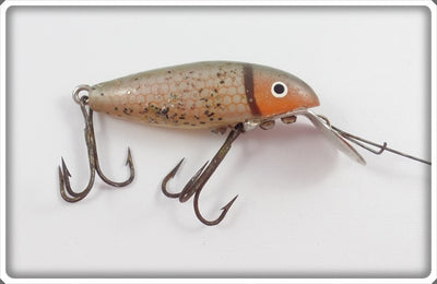 Cisco Kid Orange Scale/Goldfish