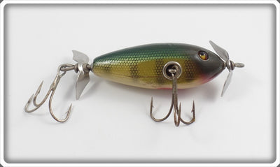 Creek Chub Perch Baby Injured Minnow