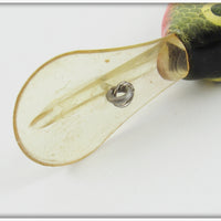 Young Y Natural Perch Count Shad