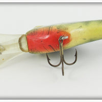 Young Y Natural Perch Count Shad