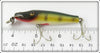 Creek Chub Perch Midget Pikie