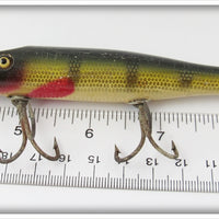 Creek Chub Perch Pikie