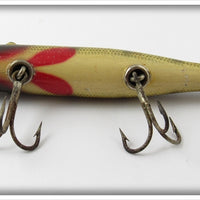 Creek Chub Perch Pikie