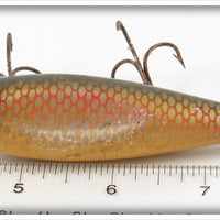 Creek Chub Redside Injured Minnow