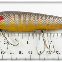 Paw Paw Silver Scale Aristocrat Shiner