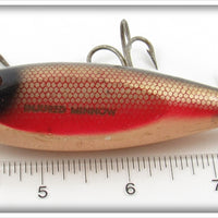 Creek Chub Dace Injured Minnow