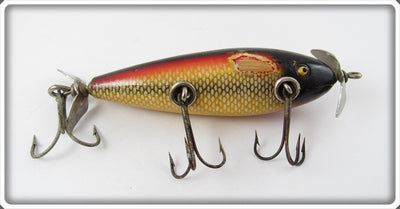 Creek Chub White Scale Injured Minnow