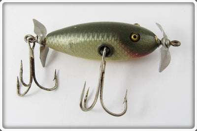 Creek Chub Silver Shiner Baby Injured Minnow