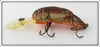 Rebel Brown Orange Belly Crawfish In Box
