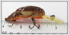 Rebel Brown Orange Belly Crawfish In Box