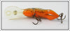 Rebel Brown Orange Belly Crawfish In Box