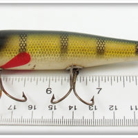 Creek Chub Perch Spinnered Darter