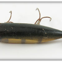Creek Chub Perch Injured Minnow