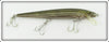 Rebel Naturalized Striped Bass Minnow In Box