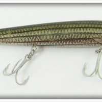 Rebel Naturalized Striped Bass Minnow In Box