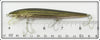 Rebel Naturalized Striped Bass Minnow In Box