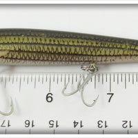 Rebel Naturalized Striped Bass Minnow In Box