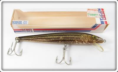 Vintage Rebel Naturalized Striped Bass 7