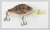 Vintage Rebel Baitfish Series Perch Lure 