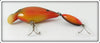 Red River Goldfish Big R Pregnant Guppie
