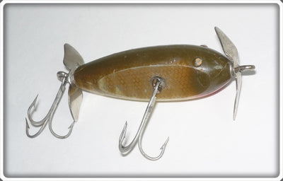 Creek Chub Pikie Scale Baby Injured Minnow