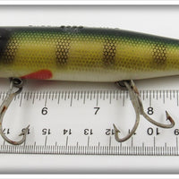 Creek Chub Perch Husky Pikie