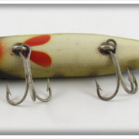 Creek Chub Perch Husky Pikie