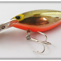 Storm Metallic Gold Scale Orange Belly Specks Hot N Tot